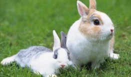 娱乐吃瓜酱兔子视频大全,盘点热门视频大全